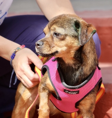 Electra, Chihuahua - Mix - Hündin