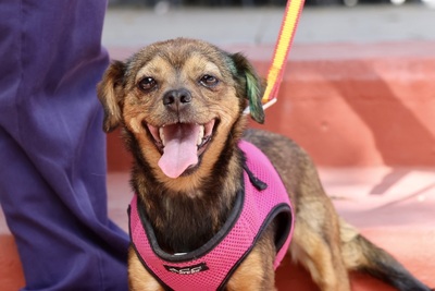 Electra, Chihuahua - Mix - Hündin