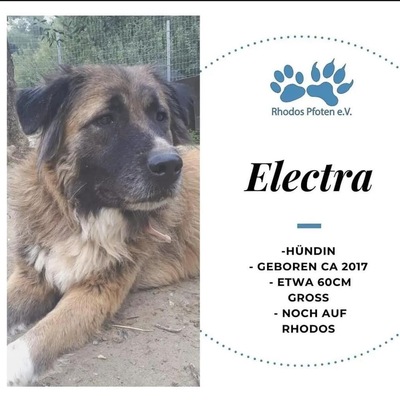 Electra, Mischling - Hündin