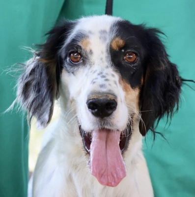 Electra, Setter - Mix - Hündin