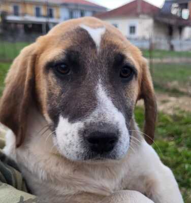 Electra - eine liebe, sanfte junge Hündin 🦋, Mischling Welpen - Hündin