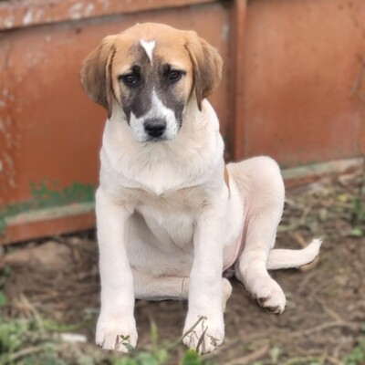 Electra - eine liebe, sanfte junge Hündin 🦋, Mischling Welpen - Hündin