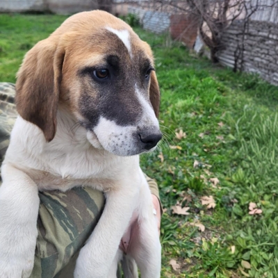 Electra - eine liebe, sanfte junge Hündin 🦋, Mischling Welpen - Hündin