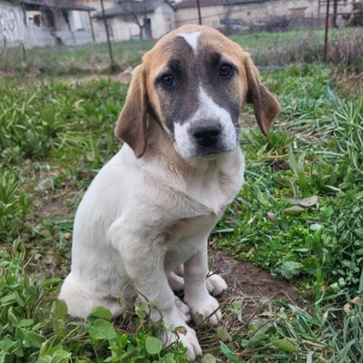 Electra - eine liebe, sanfte junge Hündin 🦋, Mischling Welpen - Hündin