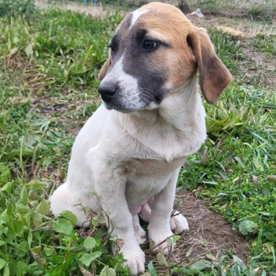 Electra - eine liebe, sanfte junge Hündin 🦋/ Vorgemerkt, Mischling Welpen - Hündin
