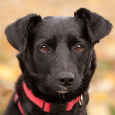 Eleen, Mischling - Hündin