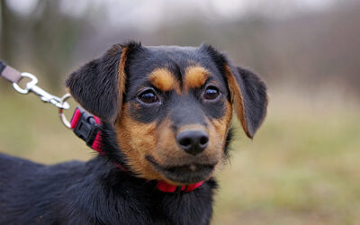 Elena, Dackelmix Welpen - Hündin