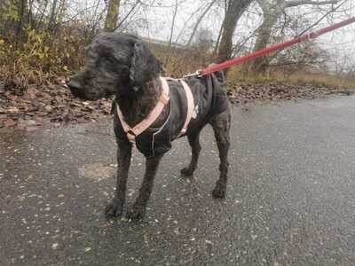 Elena - Freundliche Hündin, ca. 4 Jahre/41cm/16kg, Mischling - Hündin