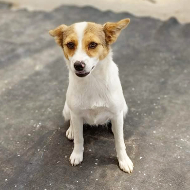 Elena / Reserviert, Mischling - Hündin