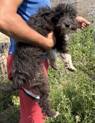 Eleni, Mix - Hündin
