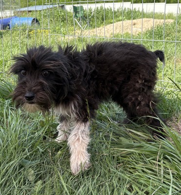 Eleni, Mix - Hündin