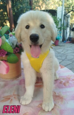 Eleni, griechischer weißer Schäferhund Welpen - Hündin