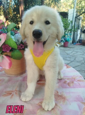 Eleni, griechischer weißer Schäferhund Welpen - Hündin