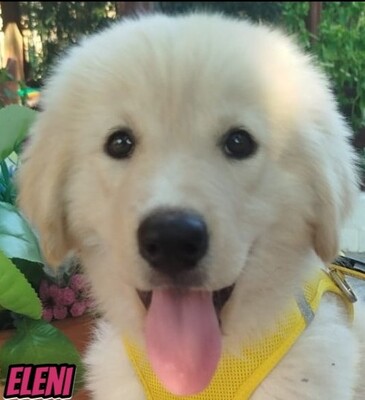 Eleni, griechischer weißer Schäferhund Welpen - Hündin