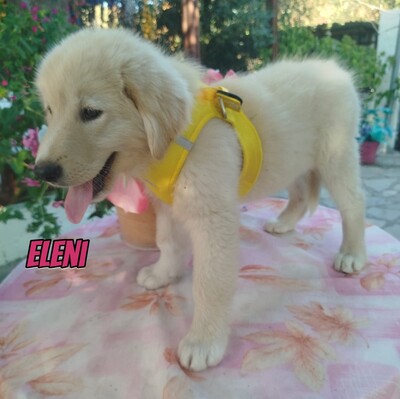 Eleni, griechischer weißer Schäferhund Welpen - Hündin