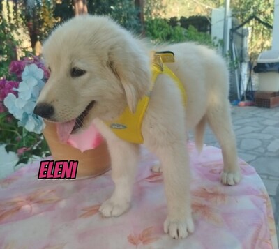 Eleni, griechischer weißer Schäferhund Welpen - Hündin