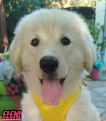 Eleni, griechischer weißer Schäferhund Welpen - Hündin