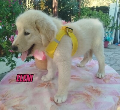 Eleni, griechischer weißer Schäferhund Welpen - Hündin
