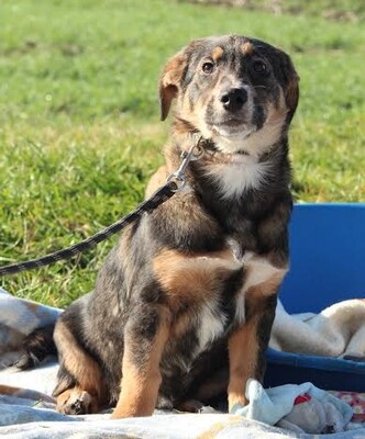 Elenyi, Mischling Welpen - Hündin