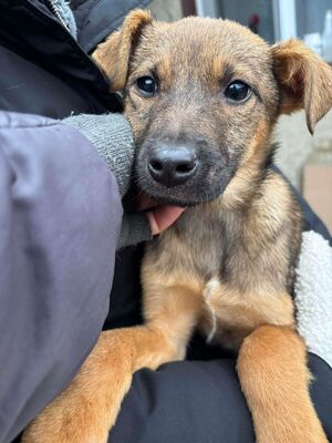Elfi, Mischling Welpen - Hündin