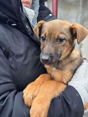 Elfi, Mischling Welpen - Hündin