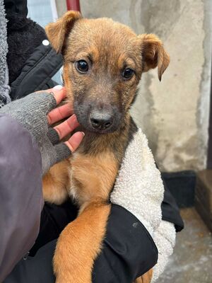 Elfi, Mischling Welpen - Hündin