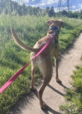 Eli, Podenco Andaluz - Mix - Hündin