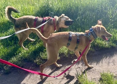 Eli, Podenco Andaluz - Mix - Hündin