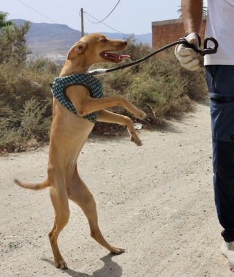 Eli, Podenco Andaluz - Mix - Hündin