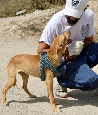 Eli, Podenco Andaluz - Mix - Hündin