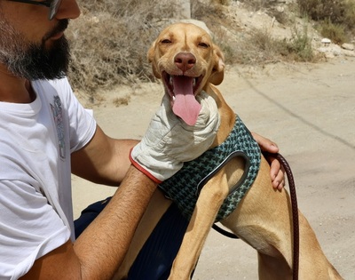 Eli, Podenco Andaluz - Mix - Hündin
