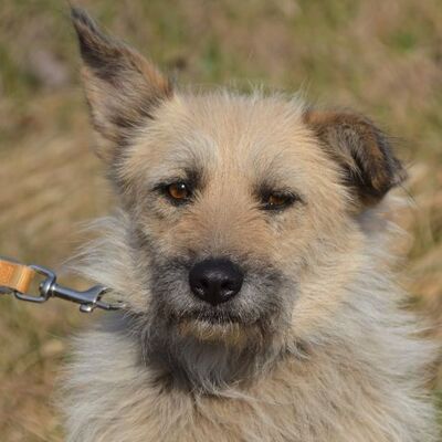 ✨👌Eli sucht eine 👨‍👨‍👦‍👦 die ihr zeigt wie schön es ist ein Zuhause zu haben💢, Mischling - Hündin