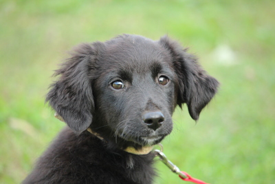 Elia, Mischling Welpen - Hündin