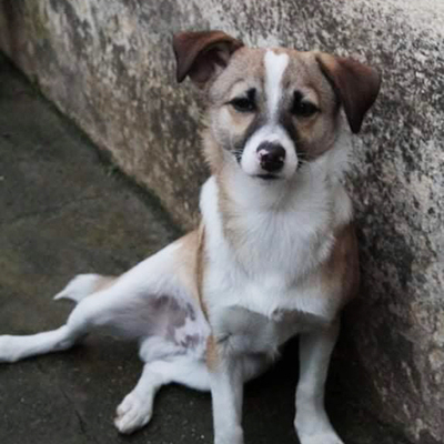 Elias, Mischling - Rüde