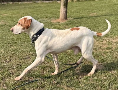 Elias - NOTFALL Österreich, Mischling - Rüde