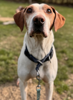 Elias - NOTFALL Österreich, Mischling - Rüde