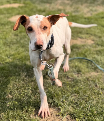 Elias - NOTFALL Österreich