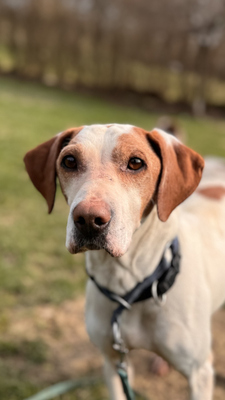 Elias - NOTFALL Österreich, Mischling - Rüde