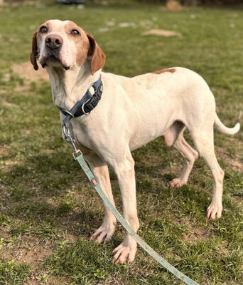 Elias - NOTFALL Österreich, Mischling - Rüde