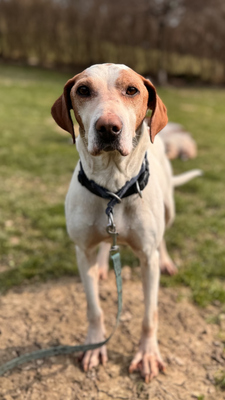 Elias - NOTFALL Österreich, Mischling - Rüde