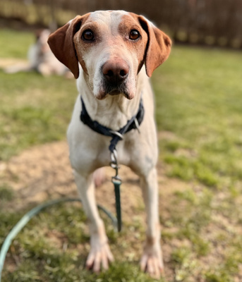 Elias - NOTFALL Österreich, Mischling - Rüde