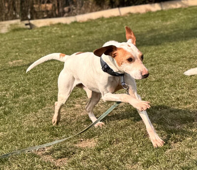 Elias - NOTFALL Österreich, Mischling - Rüde