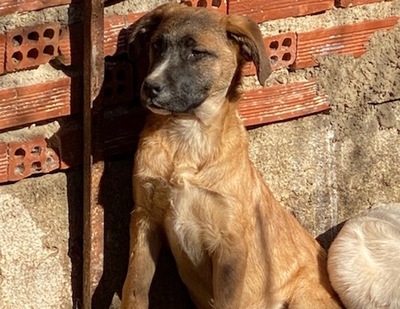 Elias - Zutraulicher Welpenmann, ca. 3 Monate, Mischling Welpen - Rüde