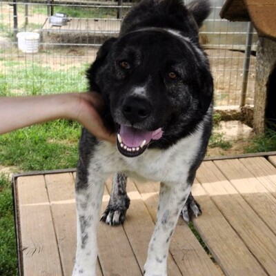Elias - freundlich, aber eher zurückhaltend, Griechischer Schäferhund Mix - Rüde