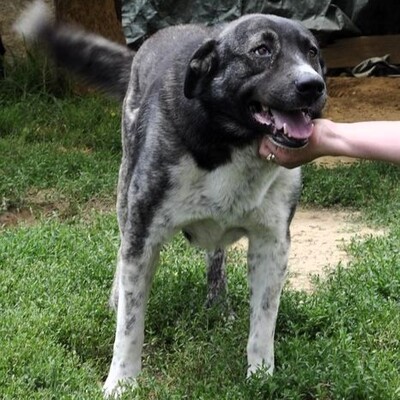 Elias - freundlich, aber eher zurückhaltend, Griechischer Schäferhund Mix - Rüde