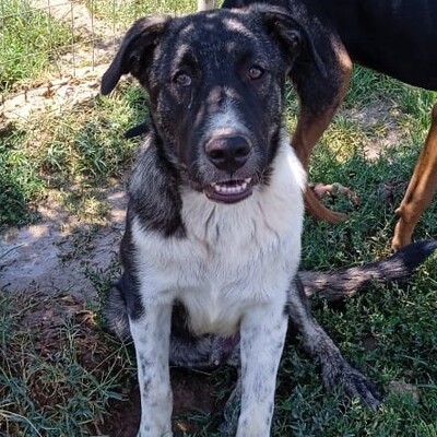 Elias - freundlich, aber eher zurückhaltend, Griechischer Schäferhund Mix - Rüde