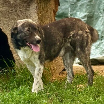 Elias - freundlich, aber eher zurückhaltend, Griechischer Schäferhund Mix - Rüde