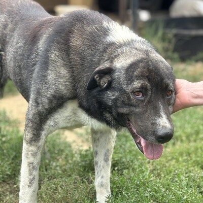 Elias - freundlich, aber eher zurückhaltend, Griechischer Schäferhund Mix - Rüde