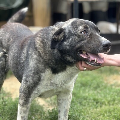 Elias - freundlich, aber eher zurückhaltend, Griechischer Schäferhund Mix - Rüde