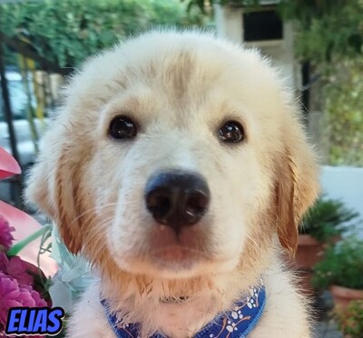 Elias